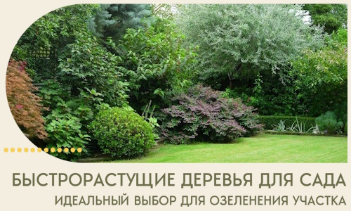 Быстрорастущие деревья для сада идеальный выбор в Заинске
