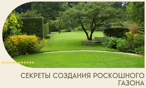 Секреты создания роскошного газона в Заинске